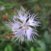 dianthus monspessolanus